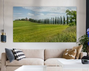 Cipressen bomen in Toscane Italie. van Menno Schaefer