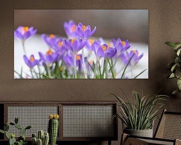 The first crocuses in the garden by Claude Laprise