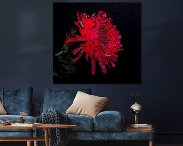 Chrysanthemum