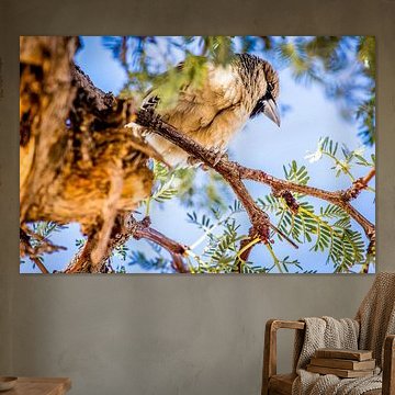 Afrikanischer Vogel (Sociable Weaver) auf einem Ast in Namibia