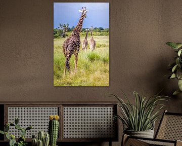 Giraffes in Maasai Mara, Kenya by Opmeer Reports