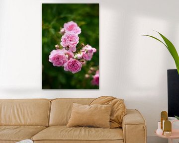 Roze rozen in volle bloei van Stefanie Orlati