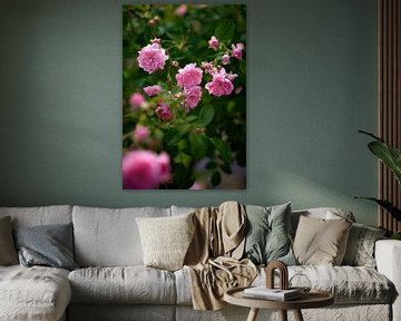 Roze rozen in volle bloei van Stefanie Orlati