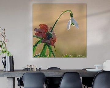 Snowdrop with a dead leaf by Quirina Kamoen