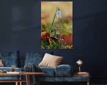 Snowdrop with morning drops by Quirina Kamoen