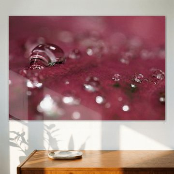 Tautropfen auf einem violetten Blatt