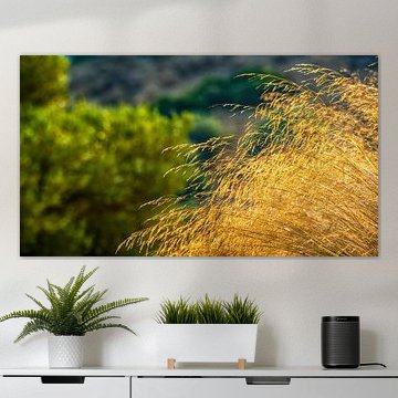 Goldene Felder - Winde der Zeit