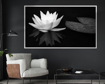 water lily / in black and white by Norbert Sülzner