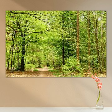 Frühlingsspaziergang im Wald