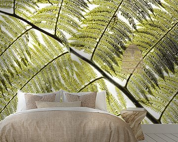 Fern Leaf Filtered Light in Graphic Pattern