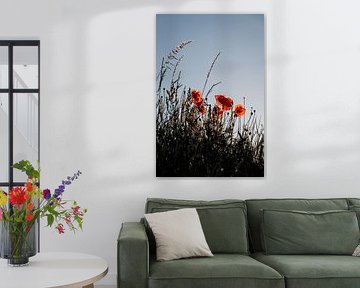Klaprozen Gloeiend in het Avondlicht tussen Hoog Gras