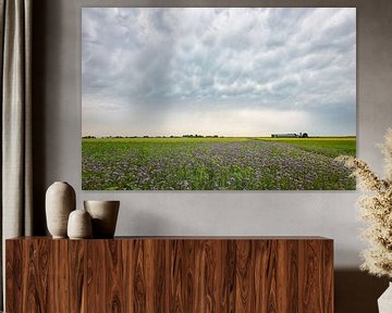 Ciel orageux sur un champ de trèfle violet sur Menno van der Haven