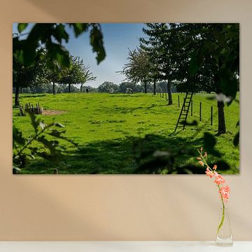 Cherry orchard in the setting sun