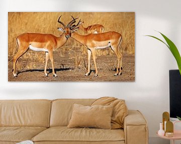 Friendship, Impalas, Africa wildlife by W. Woyke
