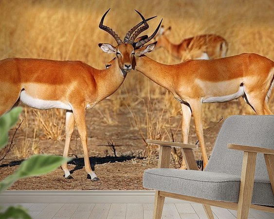 Raumvorschau