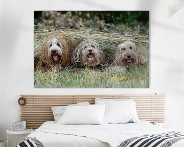 labradoodle, doodle, hundefoto, hundefotografie, hunde, hund von M. B. fotografie