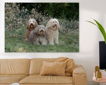 labradoodle love, doodles, labradoodles, dogs