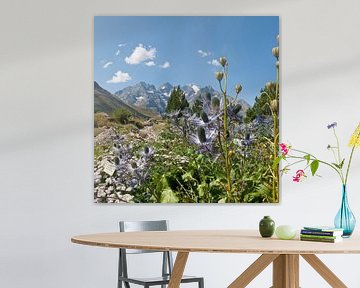 Alpen bloementuin, La Grave, Hautes-Alpes, Frankrijk van Rene van der Meer