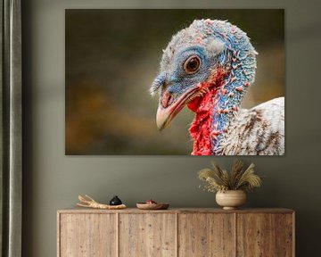 Royal Palm turkey