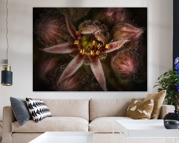 Rock garden flower