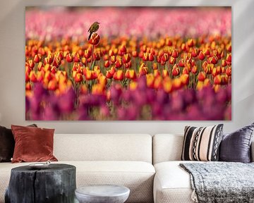 Yellow wagtail atop tulip by Jasper Kok