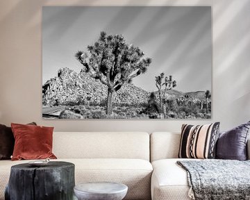 Joshua Tree NP - Black and White Beauty