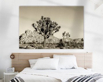 Sepia Tone Beauty - Joshua Tree NP