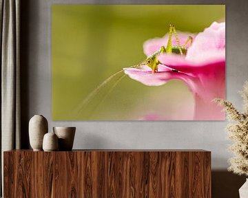 Sprinkhaan op een roze bloem van Jan