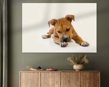 Puppyportret: Amerikaanse Stafford in Studio