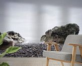 Raumvorschau