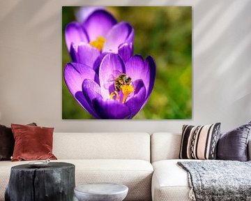 Makro einer Biene an einer lila Krokus Blüte von ManfredFotos