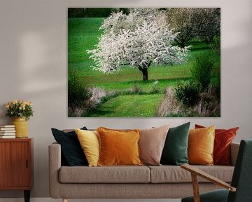 Landscape with a blossoming cherry tree