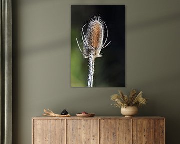 Vormen en kleuren van de natuur