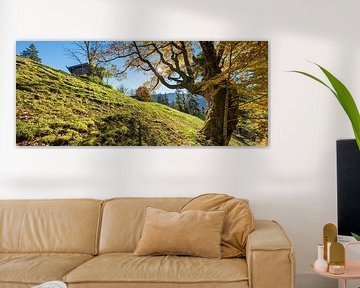 Panoramic image of a very old, gnarled maple tree by SusaZoom
