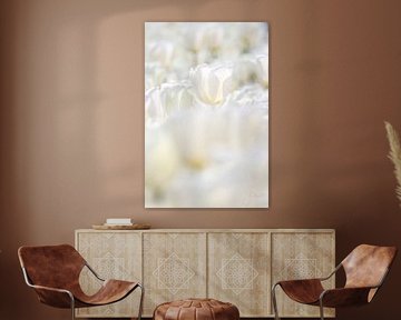 White tulips. by Josmar Colmenares