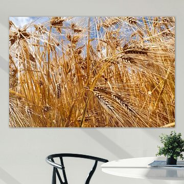 Wheatfield in the sun