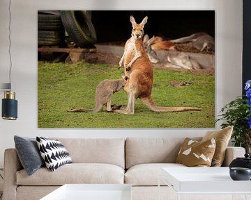 Kangaroo by Frank Smedts