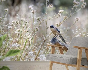 Blaue Elster | Blaue Elster!