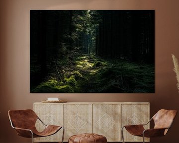 Lumière dans la forêt