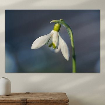 Snowdrops