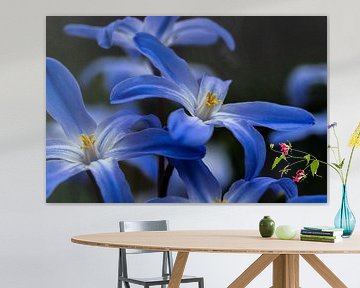 Fleur bleue