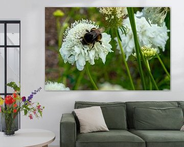 Hummel auf einer weißen Blüte