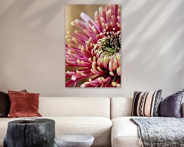 La fleur de chrysanthème - Forme et raffinement 002