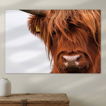 Schottischer Hochländer – Porträt, Nahaufnahme von Sandra van Kampen