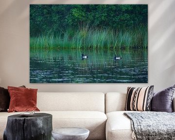 Enten Dwingelderveld (Spier) Drenthe - Niederlande