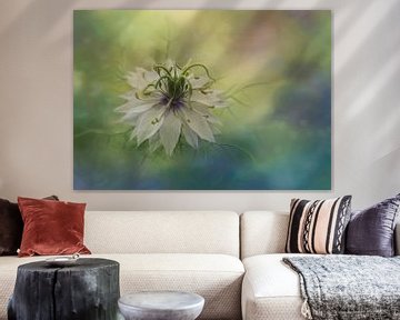 Foto van een witte Nigella bloem, zacht, dromerig en poëtisch van Joriali fotografie en schilderijen