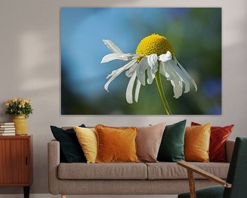 Fleur de marguerite