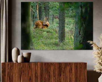 Ree dans la forêt