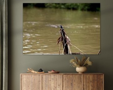 Mangrovezwaluw