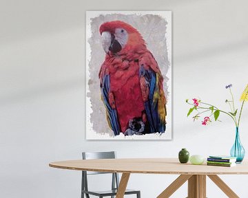 Perroquet (Macaw)